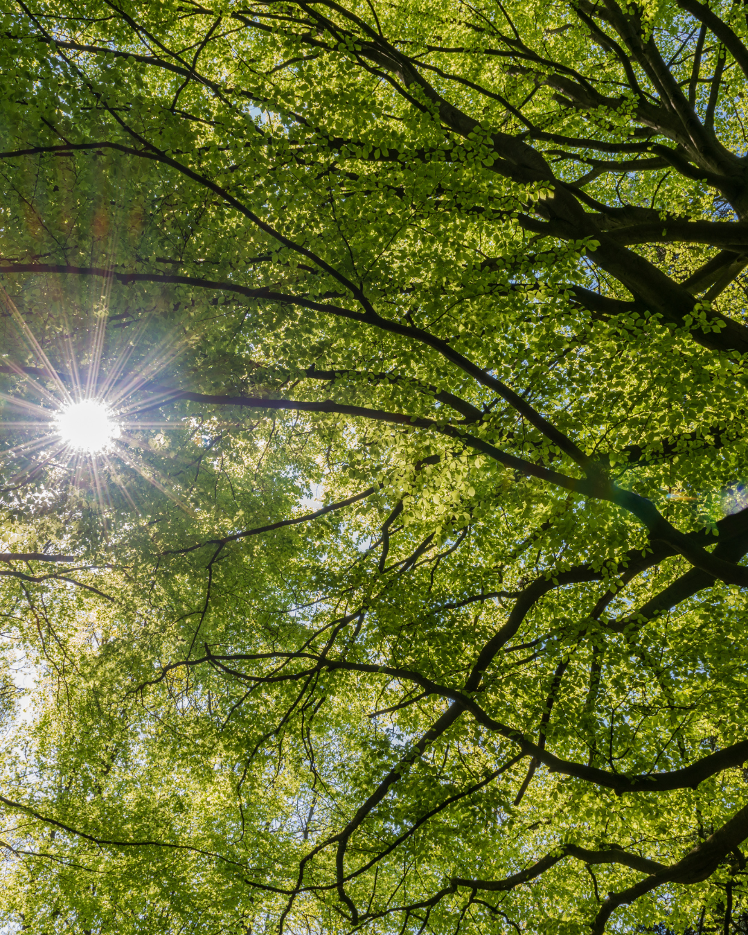Forêt Blois Orava association reforestation santé mentale