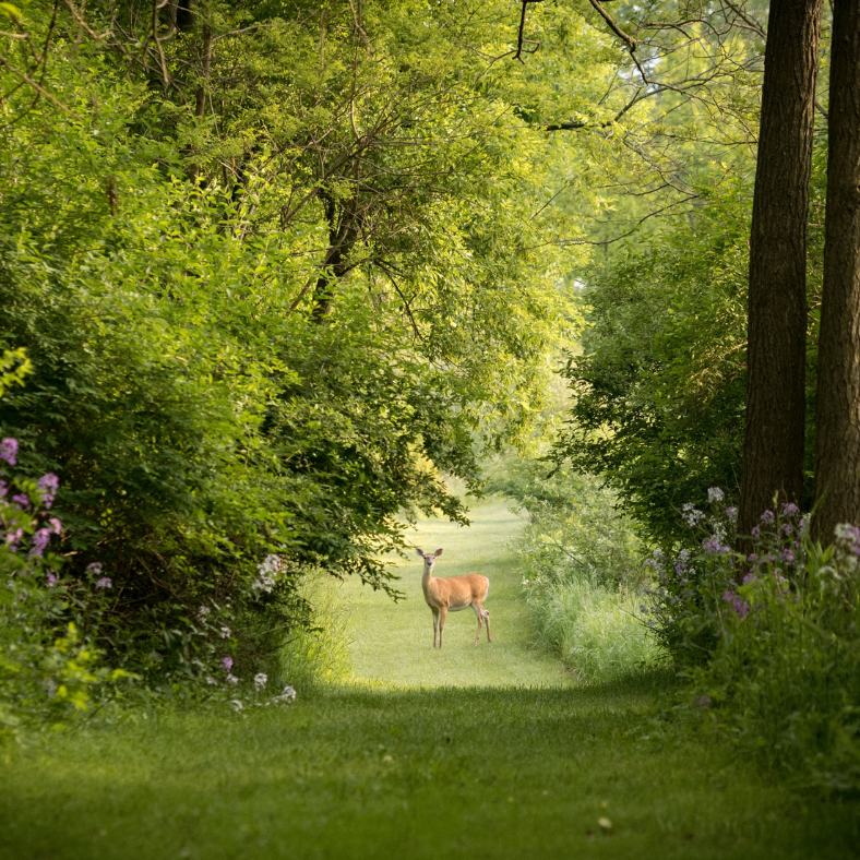 chevreuil curieux dans la forêt